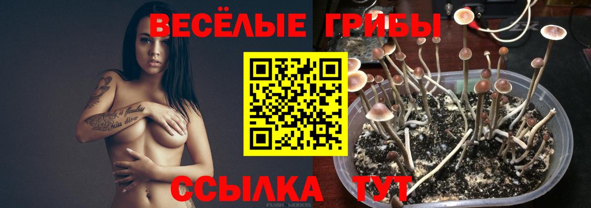 Псилоцибиновые грибы мицелий  Псилоцибиновые грибы Psilocybine cubensis  Вход с VPN  Дедовск 